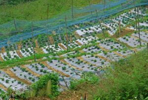 Farm and plantation