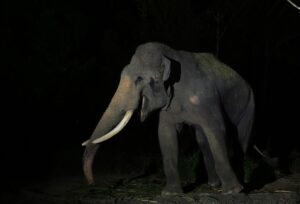 Night Safari at Sandal Casa